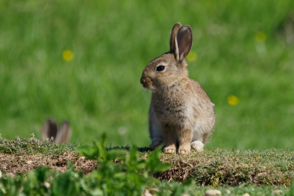 Wild Rabbit - ZOWIAC EN