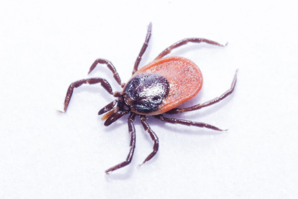 Ixodes ricinus