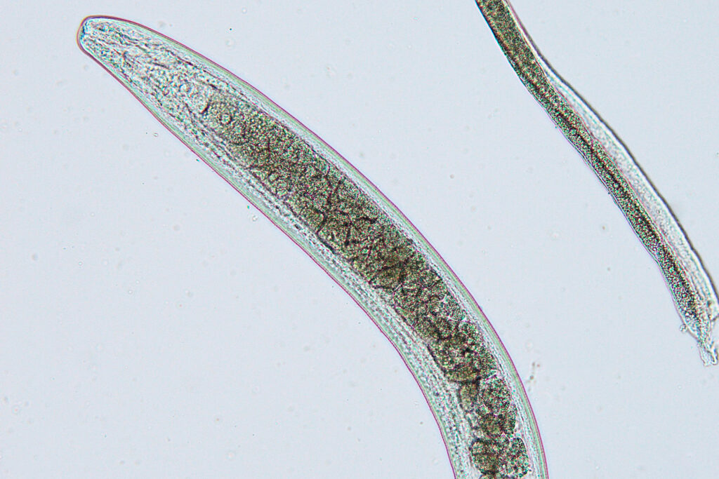 Capillaria aerophila