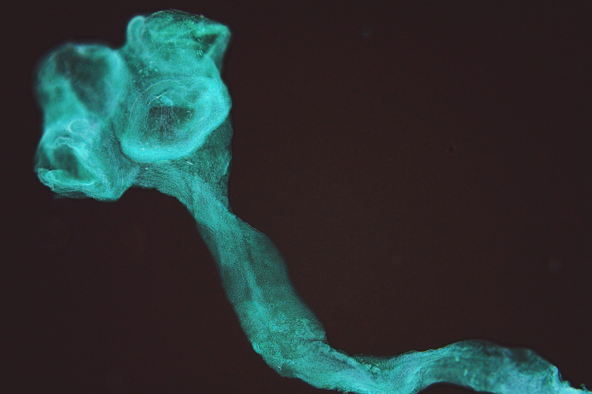 Mesocestoides litteratus