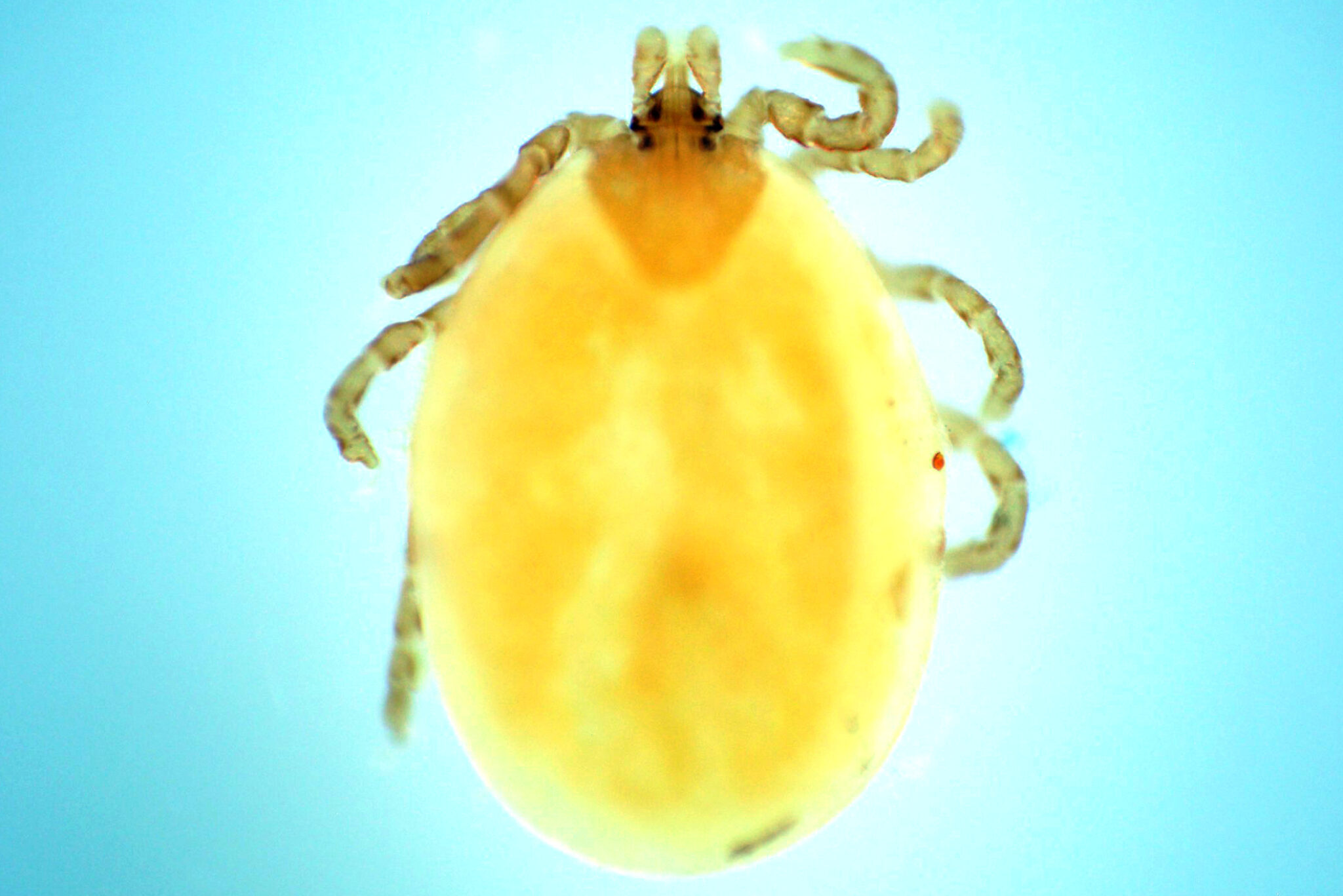 Ixodes canisuga