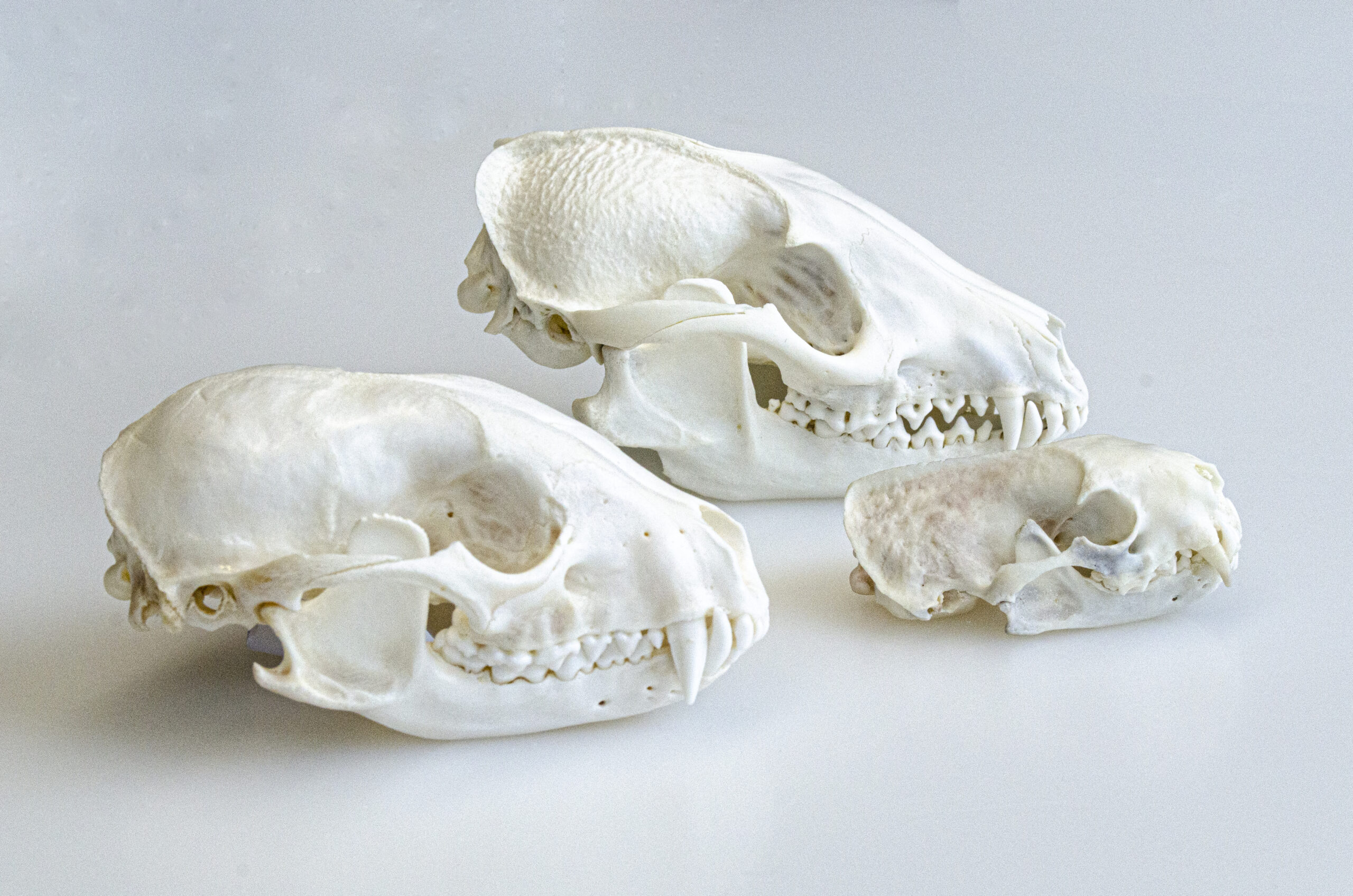 Die Schädel (links nach rechts) von Waschbär, Marderhund und Mink im Direktvergleich.